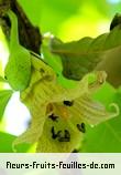 Fleurs de crescentia cujete
