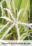 Fleurs-Fruits-Feuilles de crinum asiaticum