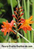 Fleurs-Fruits-Feuilles de crocosmia crocosmiiflora