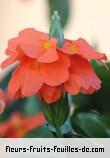 Fleurs-Fruits-Feuilles de crossandra infundibuliformis