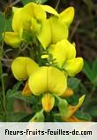 Fleurs de crotolaria retusa