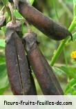 Fruit de crotolaria retusa