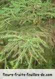 Fleurs-Fruits-Feuilles de cryptomeria species