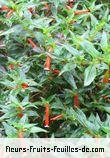 Fleurs-Fruits-Feuilles de cuphea ignea