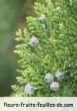 Fleurs-Fruits-Feuilles de cupressus species