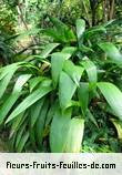 Fleurs-Fruits-Feuilles de curculigo angustifolia