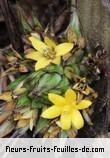 Fleurs de curculigo angustifolia
