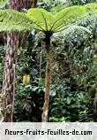 Feuilles de cyathea borbonica