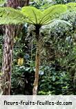 Fleurs-Fruits-Feuilles de cyathea borbonica