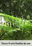 Feuilles de cyathea cooperi