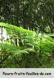 Fleurs-Fruits-Feuilles de cyathea cooperi