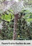 Feuilles de cyathea excelsa
