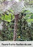 Fleurs-Fruits-Feuilles de cyathea excelsa