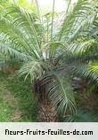 Feuilles de cycas circinalis