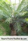 Fleurs-Fruits-Feuilles de cycas circinalis