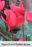 Fleurs-Fruits-Feuilles de cyclamen species