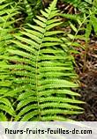Feuilles de cyclosorus interruptus