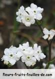 Fleurs-Fruits-Feuilles de cynoglossum borbonicum