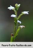 Fleurs-Fruits-Feuilles de cynorkis coccinelloides