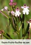 Fleurs-Fruits-Feuilles de cynorkis fastigiata