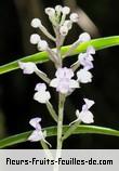 Fleurs-Fruits-Feuilles de cynorkis hybride