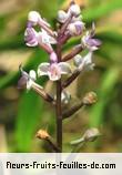 Fleurs-Fruits-Feuilles de cynorkis ridleyi