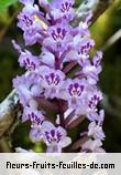 Fleurs de cynorkis squamosa