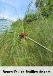 Fleurs-Fruits-Feuilles de cyperus papyrus