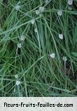 Feuilles de cyperus species