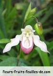 Fleurs-Fruits-Feuilles de cypripedium species