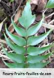 Feuilles de cyrtomium falcatum