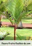 Feuilles de cyrtostachys renda