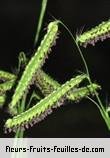 Fleurs-Fruits-Feuilles de dactyloctenium aegyptium