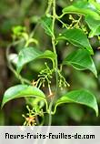 Fleurs-Fruits-Feuilles de danais fragrans