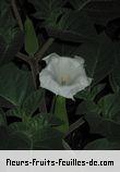 Fleurs-Fruits-Feuilles de datura inoxia