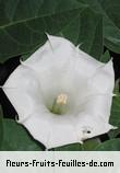 Fleurs de datura inoxia