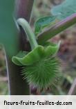 Fruit de datura inoxia