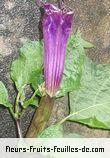 Fleurs-Fruits-Feuilles de datura species