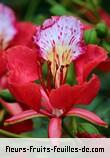 Fleurs de delonix regia
