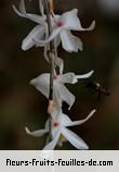 Fleurs-Fruits-Feuilles de dendrobium crumenatum