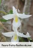 Fleurs de dendrobium crumenatum