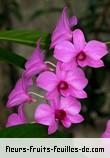 Fleurs-Fruits-Feuilles de dendrobium hybride