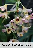 Fleurs de dendrobium moschatum