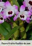 Fleurs-Fruits-Feuilles de dendrobium nobile