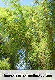 Feuilles de dendrocalamus giganteus