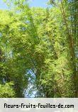 Fleurs-Fruits-Feuilles de dendrocalamus giganteus