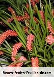 Fleurs-Fruits-Feuilles de dendrochilum arachnites