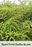 Fleurs-Fruits-Feuilles de dicranopteris linearis