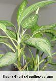 Feuilles de dieffenbachia species_2