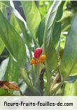 Fleurs-Fruits-Feuilles de dieffenbachia species